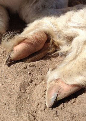 Pieds d'alpagas; onglons et coussin de l'alpaga (camélidé)